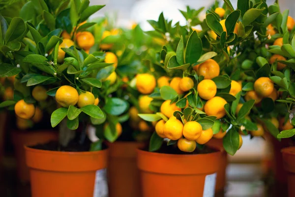 Dekorativní vnitřní mandarinka stromy s ovocem na ně Stock Obrázky