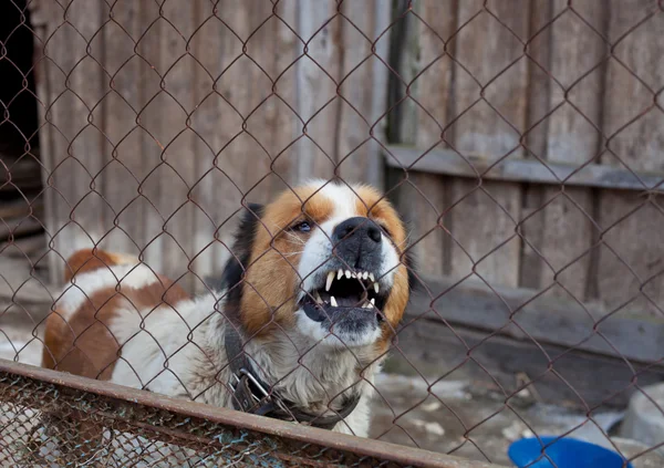 好斗的狗关在笼子里 — 图库照片