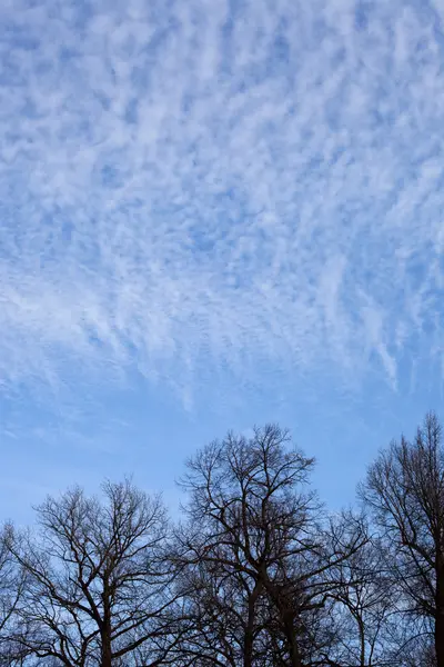 Svart avlövade träd silhuetter över blå himmel med moln — Stockfoto