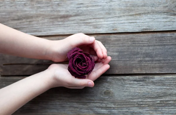 Getrocknete Rose in Händen — Stockfoto