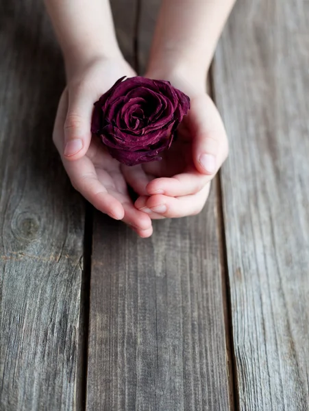 Getrocknete Rose in Händen — Stockfoto