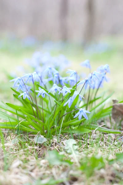 Scilla siberica flowers(Siberian squill, wood squill) — Stock Photo, Image