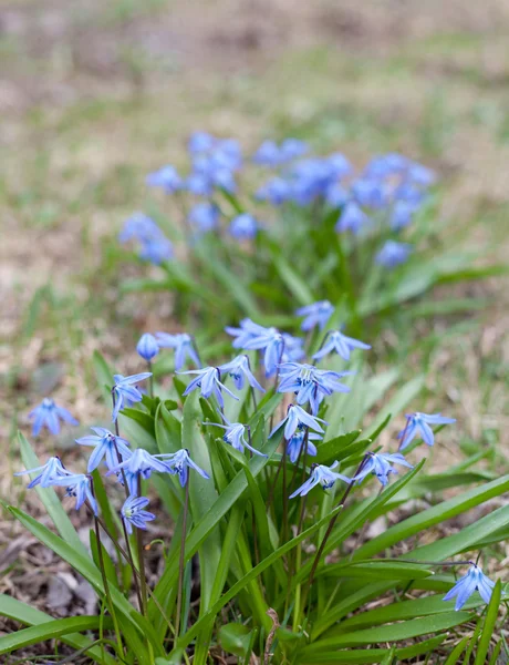 Scilla siberica flowers(Siberian squill, wood squill) — Stock Photo, Image