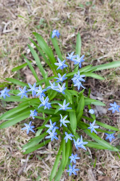 Scilla siberica flowers(Siberian squill, wood squill) — Stock Photo, Image