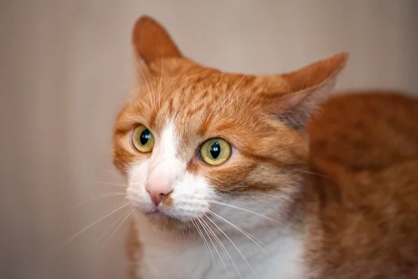 Red and white cat lying and staring — ストック写真