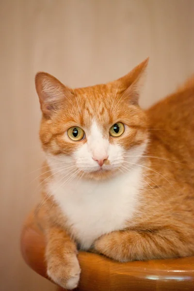 Red and white cat lying — Stock Photo, Image