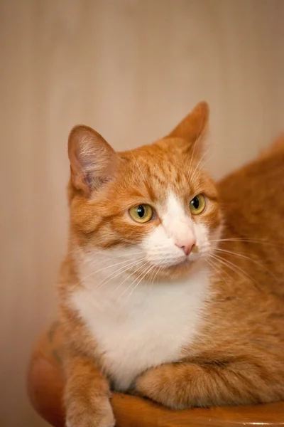 Red and white cat lying — Stock Photo, Image