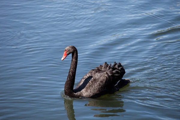 Un cisne negro nadando en una piscina Fotos de stock libres de derechos