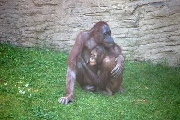 Šimpanzí matka pohladit své dítě — Stock fotografie