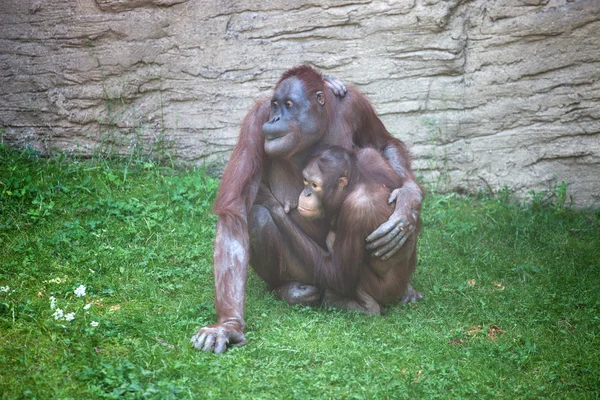 Mor schimpans omvårdnad hennes barn — Stockfoto