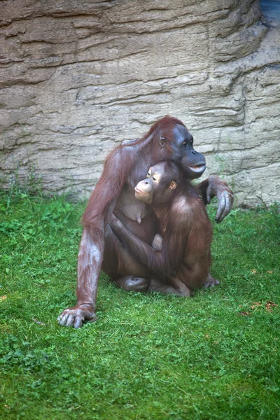 Mor schimpans smeka sitt barn — Stockfoto