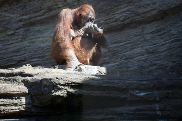 Chimpanzé sentado em uma rocha e comendo — Fotografia de Stock