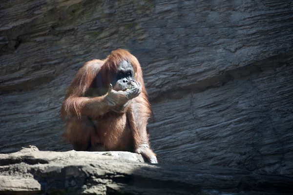 Chimpanzee sitting on a rock and eating — Stockfoto