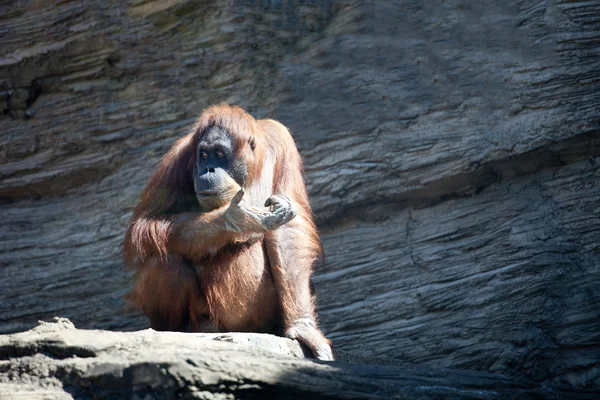 Chimpancé sentado en una roca y comiendo —  Fotos de Stock