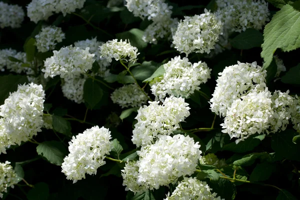 Glatte Hortensie, wilde Hortensie oder Siebenrinde — Stockfoto