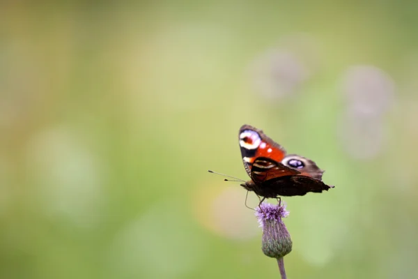 공작 나비 (공작 io, Aglais io) 스톡 사진