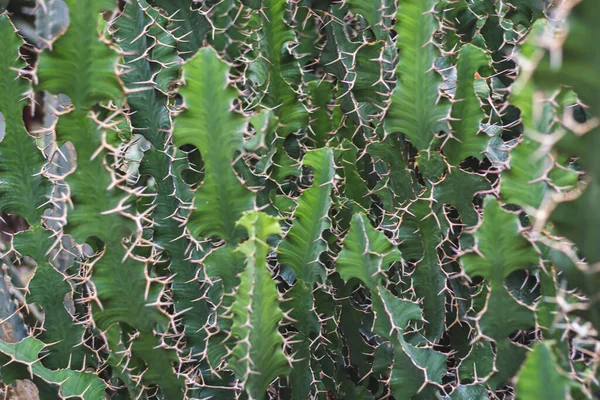 Detailní Pohled Kaktus Portugalsko — Stock fotografie