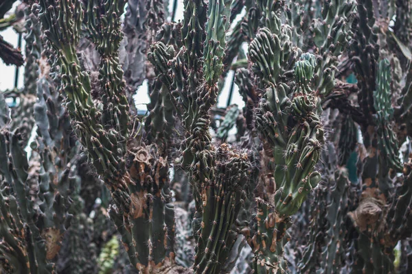 Detailní Pohled Kaktus Portugalsko — Stock fotografie