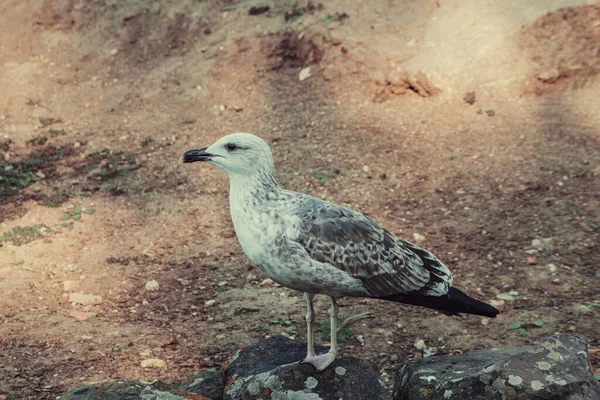 Une Mouette Debout Sur Rocher Lisbonne Portugal — Photo