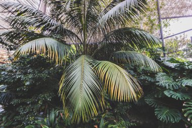 Bir seranın içindeki orman, Lizbon, Portekiz