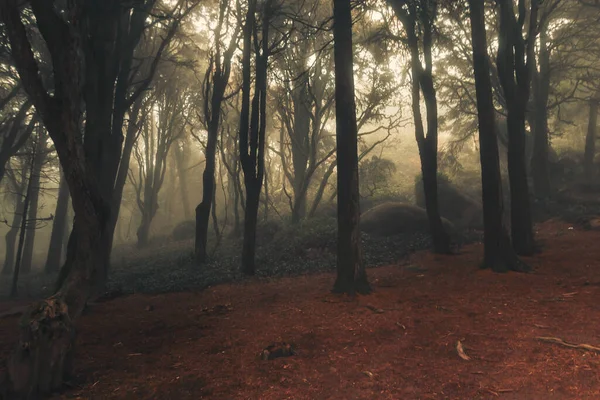 Niebla Mística Del Bosque Sintra Portugal — Foto de Stock