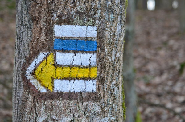 tourist signposting on the bark of a tree