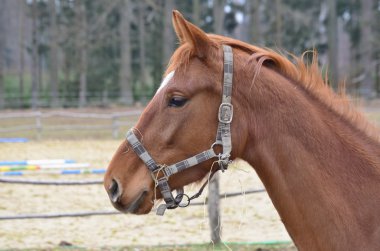 bir çiftlikte kahverengi at