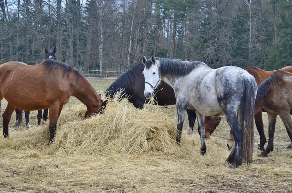 Brun och mjöliga hästar äta hö — Stockfoto