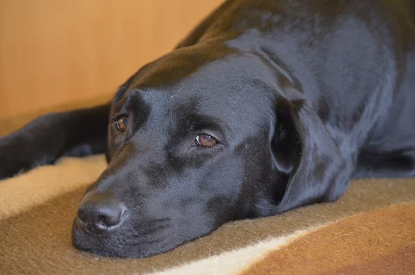 Labrador Retriever descansando, Boêmia do Sul — Fotografia de Stock