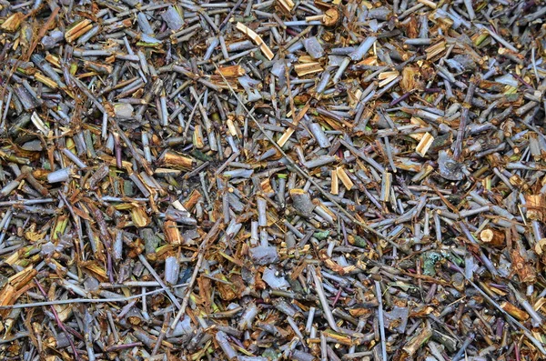 Gebroken takken van bomen van het fruit — Stockfoto