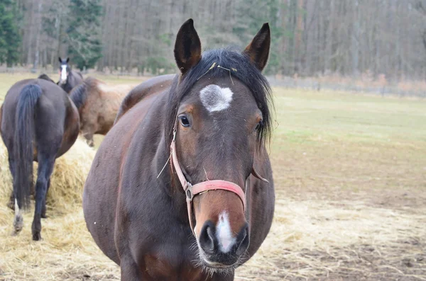 牧草地、南ボヘミアに妊馬 — ストック写真