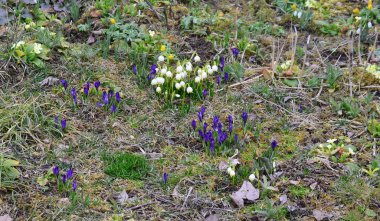 İlk bahar çiçekleri