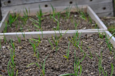 Bahar sarımsak bitki, Güney Bohemya
