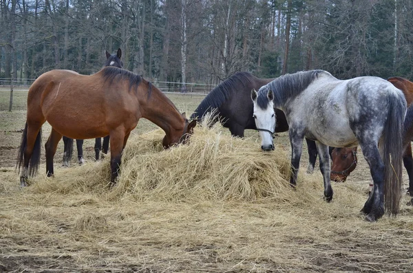 Brązowy i biało-czarnego konie jeść siano — Zdjęcie stockowe