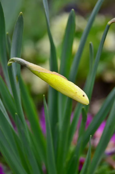 Daffodil bud bloom, South Bohemia — Stock Photo, Image