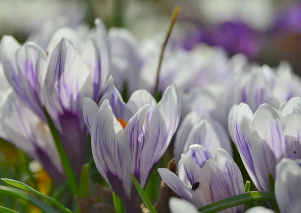 Azafrán blanco floreciendo — Foto de Stock