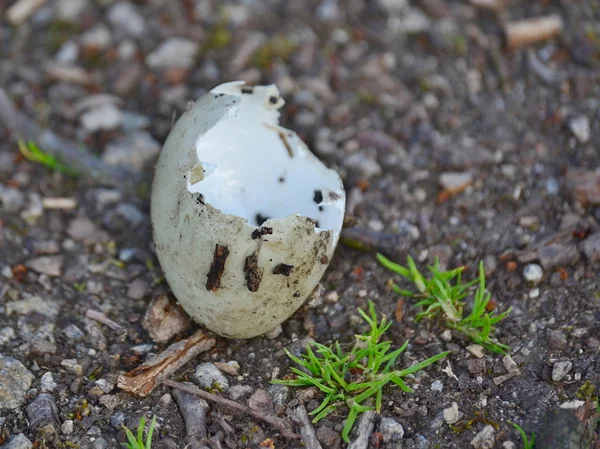 Ptačí vejce po vylíhnutí mládě, Jižní Čechy — Stock fotografie