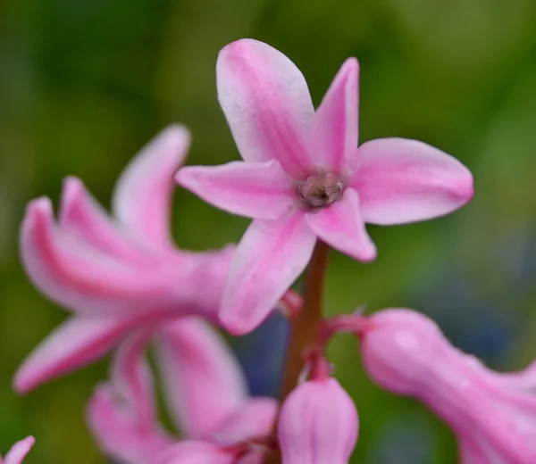 Hyacinth flower detail, South Bohemia — Stock Photo, Image