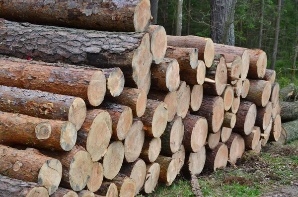 Avverkade trees, redo för transport — Stockfoto