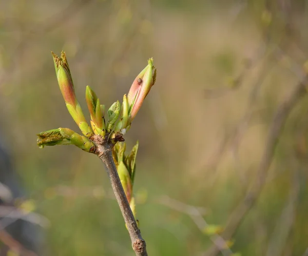 春の新進の木、南ボヘミア — ストック写真