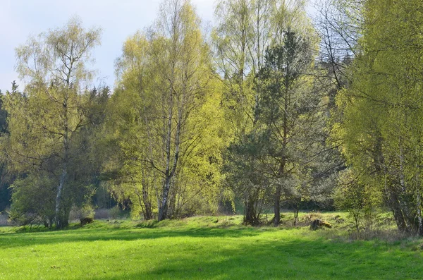 Widok wiosna krajobraz, southern Bohemia — Zdjęcie stockowe