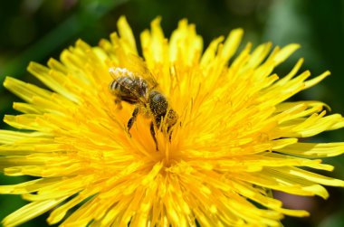arıya bir çiçek dandelion (karahindiba officinale), Güney Bohemya