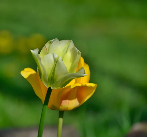 Вид на цветок тюльпана, Южная Чехия — стоковое фото