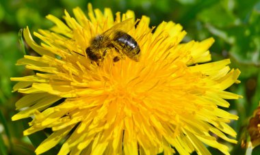 arıya bir çiçek dandelion (karahindiba officinale), Güney Bohemya