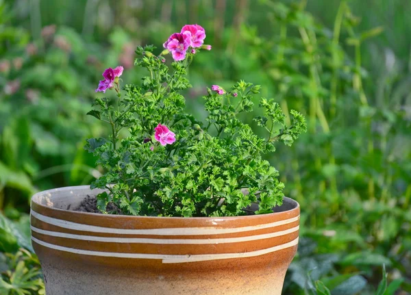 Pelargonium grandiflorum květiny v květináči, Jižní Čechy — Stock fotografie