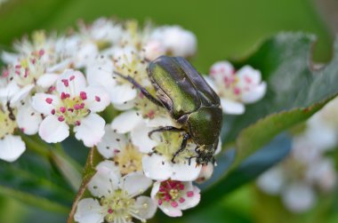 Cetonia aurata böceği çiçekli aronia, Güney Bohemya üzerinde