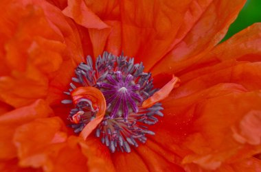 çiçekli haşhaş, Güney Bohemya detay