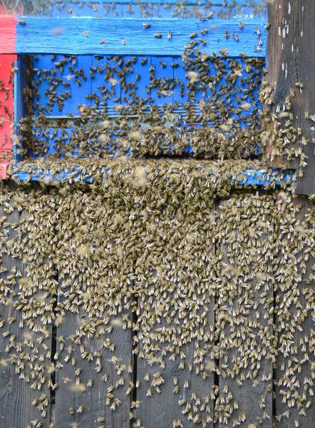 Lente zwermen bijen, Zuid-Bohemen — Stockfoto