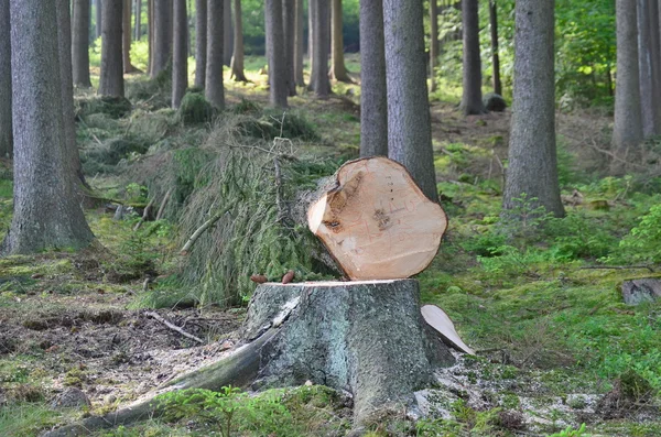 Pokácených stromů, připravený k přepravě — Stock fotografie