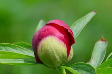 Kırmızı Şakayık çiçeği ile su damlaları